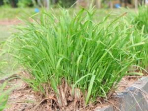 茅香根