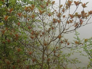 美丽桐
