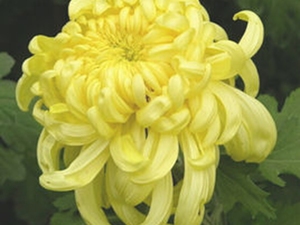 甘菊花露