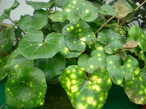 莲蓬草