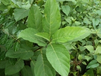 牛奶树