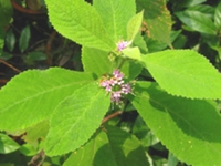 对节树根