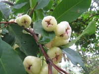 莲雾根