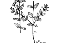 念珠根黄芩