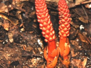 多蕊蛇菰