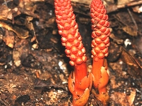 多蕊蛇菰