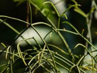绿茎槲寄生