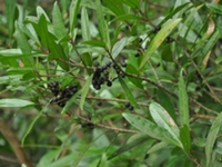 密花树