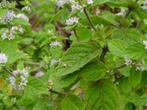 刚毛香茶菜