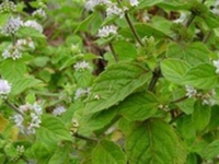 刚毛香茶菜