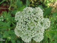 棱子芹