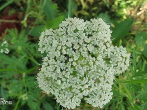 棱子芹