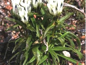 高山龙胆