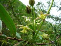 红直獐牙菜