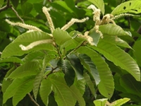 栗花