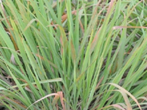 茅香花