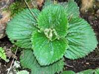 牛耳草