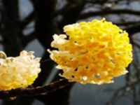 梦花