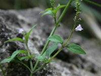 荠宁