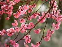梅根