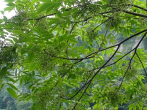 漆树根