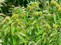 栗树根