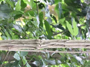 红叶铁线莲