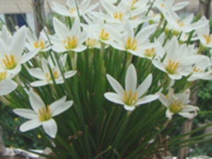肝风草