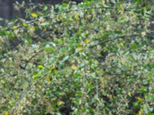 梅花刺根