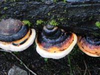 红缘层孔菌