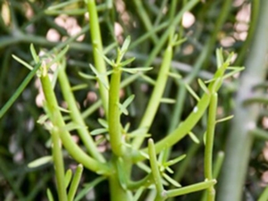 绿玉树