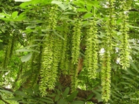 麻柳树根