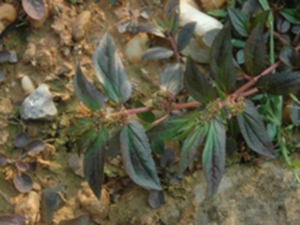滑背草鞋