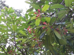 红香树