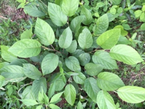 红母鸡草