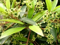 红楠