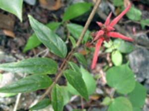 茎花来江藤