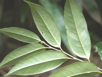 多穗石柯茎
