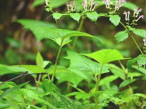 峨眉黄芩