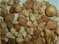 丽江山慈菇