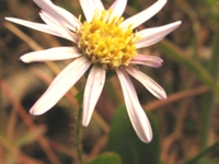 岗边菊