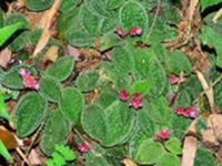 锦香草