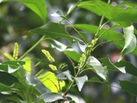 红叶树子