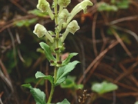 丽江黄芩