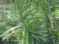 罗汉松根皮