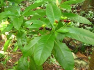 萝芙木茎叶