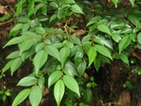 连蕊茶