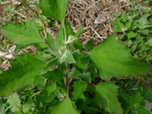 藜茎