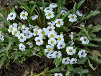 高山辣根菜
