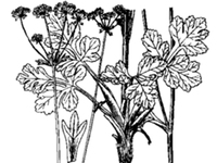 拟囊果芹